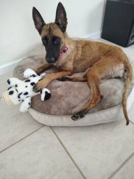 Divi - Located in Florida -  Belgian Shepherd Malinois Dog for Adoption in Imlay City, Michigan - Divi - Located In Florida | PetCurious