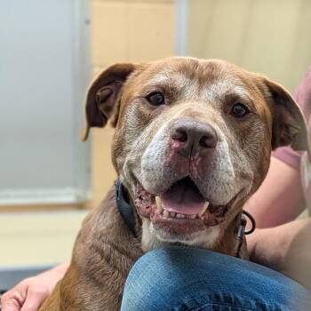 Pit Bull Terrier and Mixed Breed Dogs Available for Adoption - Clarence(BAS) | PetCurious