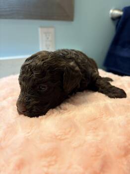 Miniature Poodle Dogs Available for Adoption - Miniature Poodle X Lagotto Romagnola Mix ("Lagoodle") - Brown F  | PetCurious