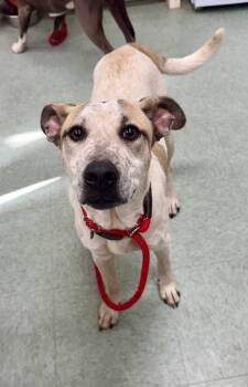 Rescue Mixed Breed Dogs for Adoption in Danielsville, Georgia - Kurt | PetCurious