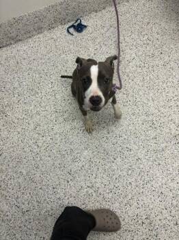 Lala Loopsy -  Pit Bull Terrier and Mixed Breed Dog for Adoption in Atlanta, Georgia - Lala Loopsy | PetCurious