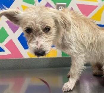 Border Terrier Dogs Available for Adoption in Baytown, Texas - KIWI | PetCurious