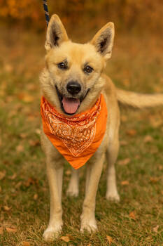 Rescue Husky and Australian Cattle Dog Blue Heeler Dogs for Adoption in Dickson, Tennessee - Bender | PetCurious