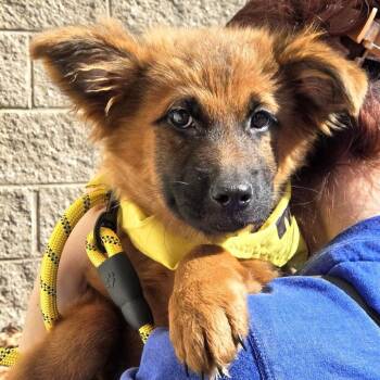 Elphaba -  German Shepherd Dog and Mixed Breed Dog for Adoption in Silver Spring, Maryland - Elphaba | PetCurious