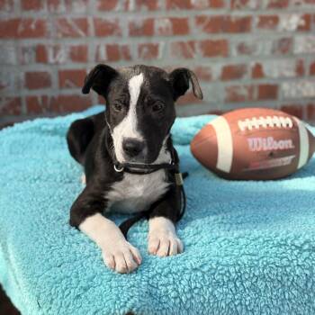 Cattle Dog and Australian Shepherd Dogs Available for Adoption - Jett - $250 Adoption Fee | PetCurious