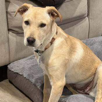 Rescue Mixed Breed Dogs for Adoption in Saskatoon, Saskatchewan - Blondie | PetCurious