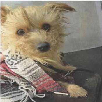 Lloyd -  Terrier and Mixed Breed Dog for Adoption in San Antonio, Texas - Lloyd | PetCurious