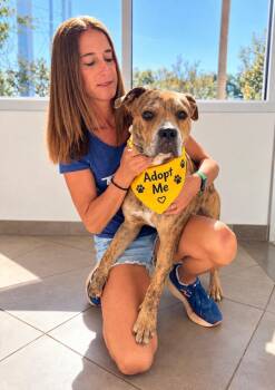 Woody -  Boxer Dog for Adoption in Euless, Texas - Woody | PetCurious