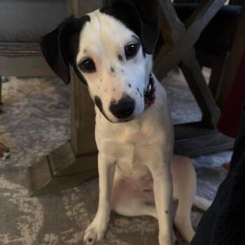 Mixed Breed Dogs Available for Adoption in Wando, South Carolina - Winter | PetCurious