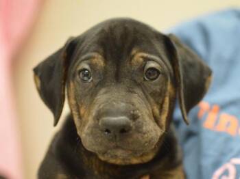 Baker -  Pit Bull Terrier and Mixed Breed Dog for Adoption in Portland, Oregon - Baker | PetCurious