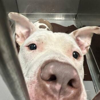 Chico -  Mixed Breed Dog for Adoption in Davenport, Iowa - Chico | PetCurious