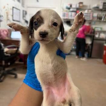 Kathy -  Retriever and Mixed Breed Dog for Adoption in Morton Grove, Illinois - Kathy | PetCurious