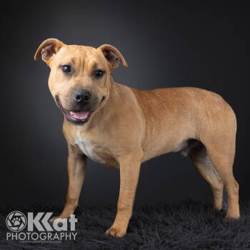 Rescue American Bulldog and Pit Bull Terrier Dogs for Adoption in Crescent, Oklahoma - Tank | PetCurious