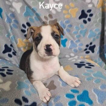 Kayce -  Terrier and Mixed Breed Dog for Adoption in Buffalo, Minnesota - Kayce | PetCurious