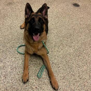 Ellie Mae -  German Shepherd Dog Dog for Adoption in Denver, Colorado - Ellie Mae | PetCurious