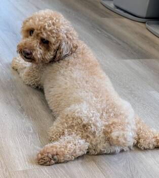 Koko -  Poodle Dog for Adoption in Georgetown, Kentucky - Koko | PetCurious