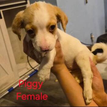 Dachshund Dogs Available for Adoption in Madison, Wisconsin - Piggy | PetCurious