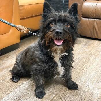 700 (2026) Scout -  Scottish Terrier and Terrier Dog for Adoption in Parker, Colorado - 700 (2026) Scout | PetCurious