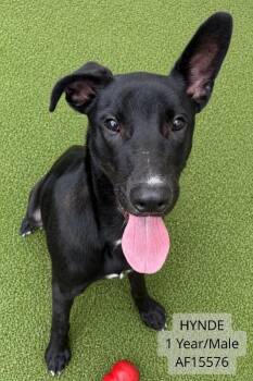 Hynde -  Black Labrador Retriever and Mixed Breed Dog for Adoption - Hynde | PetCurious