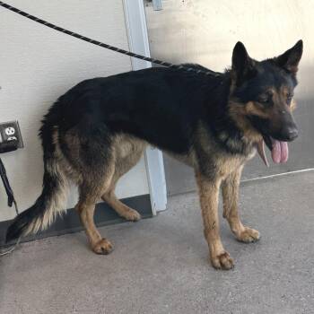 Lone Star Ranger -  Mixed Breed Dog for Adoption in Denver, Colorado - Lone Star Ranger | PetCurious