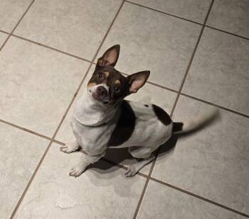 Rescue Rat Terrier and Chihuahua Dogs for Adoption in Lubbock, Texas - Maizie | PetCurious