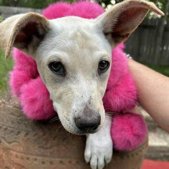 Dolly -  Chihuahua and Fox Terrier Dog for Adoption in Boerne, Texas - Dolly | PetCurious