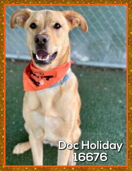 Yellow Labrador Retriever Dogs Available for Adoption - DOC HOLIDAY | PetCurious
