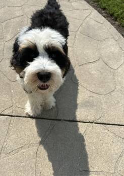 Dopey Oliver -  Bernese Mountain Dog and Standard Poodle Dog for Adoption in Antwerp, Ohio - Dopey Oliver | PetCurious