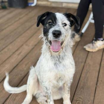 Mixed Breed Dogs Available for Adoption in Wayne, New Jersey - McLuvin | PetCurious