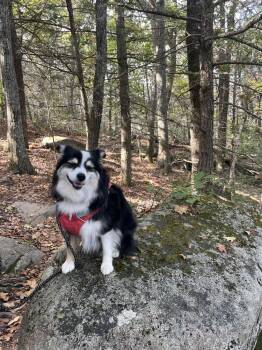 Australian Shepherd Dogs Available for Adoption in Ontario, California - Dixie MA #5193 | PetCurious