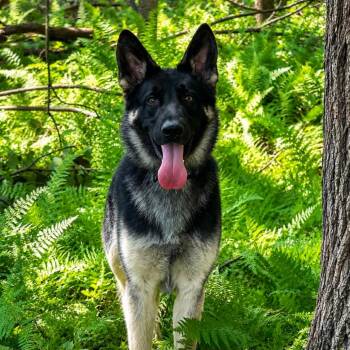 Berrett (26-252) -  German Shepherd Dog Dog for Adoption in New Ringgold, Pennsylvania - Berrett (26-252) | PetCurious