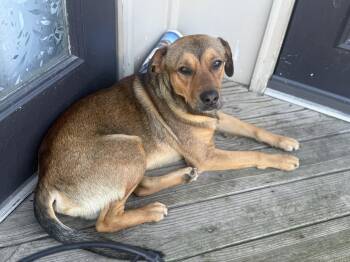 Mountain Cur and Hound Dogs Available for Adoption - Cruz | PetCurious