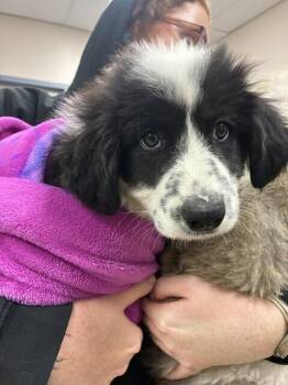 Lady Zebra Popcorn Crunchington -  Great Pyrenees and Border Collie Dog for Adoption in Pacifica, California - Lady Zebra Popcorn Crunchington | PetCurious