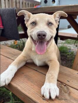 Shepherd Dogs Available for Adoption in Tallahassee, Florida - Bruno | PetCurious