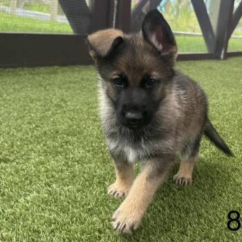 Aby 8983 -  German Shepherd Dog Dog for Adoption in Loxahatchee Groves, Florida - Aby 8983 | PetCurious