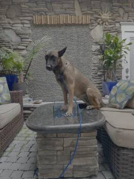 Belgian Shepherd Malinois Dogs Available for Adoption in Imlay City, Michigan - Molly - Located In MO | PetCurious