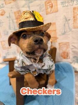 Mixed Breed Dogs Available for Adoption in Dunmore, Pennsylvania - Checkers | PetCurious