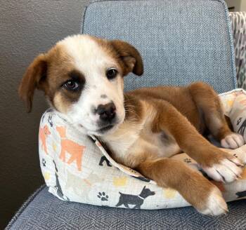 Lycan -  Australian Shepherd Dog for Adoption in Cottonwood, Arizona - Lycan | PetCurious