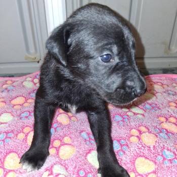 SERAPHINA 0181 -  Great Dane Dog for Adoption in Loxahatchee Groves, Florida - SERAPHINA 0181 | PetCurious