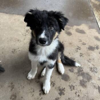 Border Collie Dogs Available for Adoption - Theo | PetCurious