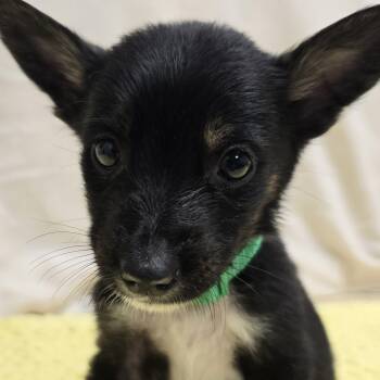 Corgi and Australian Cattle Dog Blue Heeler Dogs Available for Adoption - Sterling The Corgi/Heeler Puppy! | PetCurious