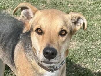 Mixed Breed Dogs Available for Adoption - Acorn | PetCurious