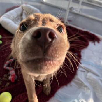 Mixed Breed Dogs Available for Adoption - Orion | PetCurious