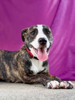 Lila -  Mixed Breed Dog for Adoption in Livingston, Texas - Lila | PetCurious