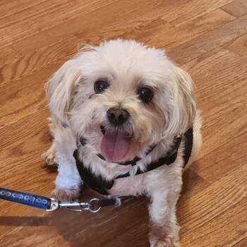 Maltese and Poodle Dogs Available for Adoption in Troutman, North Carolina - LITTLE BIT | PetCurious