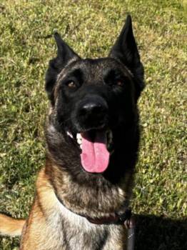 Belgian Shepherd Malinois Dogs Available for Adoption in Woodland, California - KODAK | PetCurious