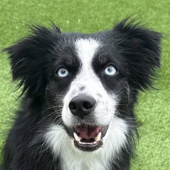 Australian Shepherd Dogs Available for Adoption in Auburn, Nebraska - Scout | PetCurious