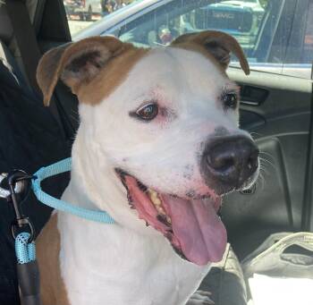 BELLA -  Pit Bull Terrier Dog for Adoption in Pittsburg, California - BELLA | PetCurious