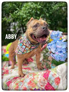 Bulldog and Pit Bull Terrier Dogs Available for Adoption in Sebring, Florida - Abby | PetCurious