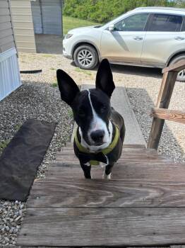 Mixed Breed Dogs Available for Adoption in Crocker, Missouri - Diesel | PetCurious